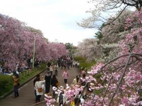 しだれ桜の下で