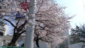 北門食堂前のさくら