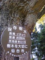 イチョウの大樹