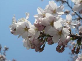 桜満開　東北大学片平キャンパス