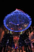 光樹の下にも光が