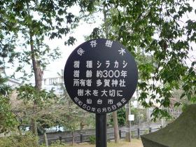 多賀神社のシラカシ