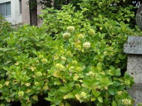 あじさい成長記　北山