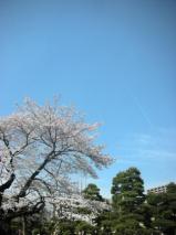 東北大学片平キャンパスのさくら