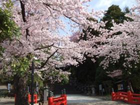 東照宮の桜、２