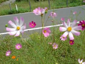 コスモス畑