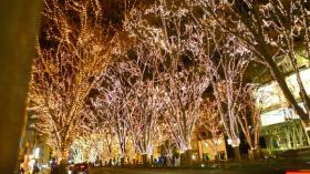 いつもと色が違うLED/光のページェント2011