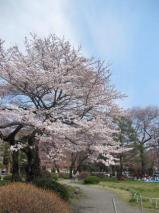 桜満開　東北大学片平キャンパス