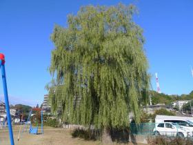 鹿野公園/太白区鹿野