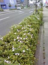 昼顔/若林区伊在