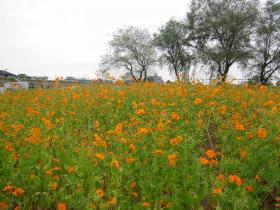 コスモス畑/若林区