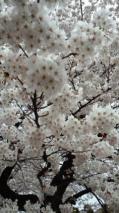 東北大片平キャンパスの桜