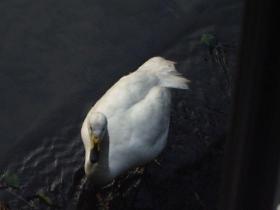 季節外れの来訪者