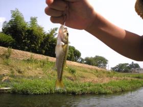 笊川で魚釣り