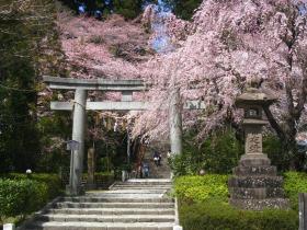 大崎八幡宮の桜