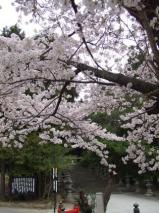 東照宮の桜