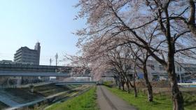 富沢駅と笊川と桜