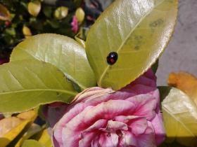 紅サザンカの花すだれ/七郷市民センター