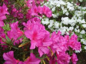 仙台文学館　ツツジ