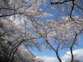 桜の風景