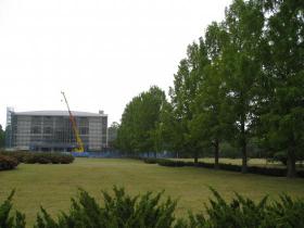 メタセコイアの並木