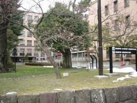 梅の花がほころび始めました